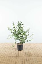 Crataegus x media Pauls Scarlet struik