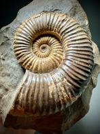 Zeldzame heteromorfe ammoniet - Gefossiliseerde schelp -, Verzamelen, Mineralen en Fossielen