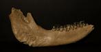 Wolharige neushoorn - Fossiel onderkaakbot - Coelodonta, Verzamelen