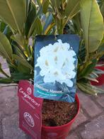 Rhododendron Hybr. Easydendron Madame Masson 40cm, Tuin en Terras, Planten | Bomen, Ophalen