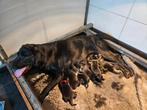 Hele Mooie Labrador pups met stamboom HD en ED vrij, Parvo, Nederland, 8 tot 15 weken, Labrador retriever