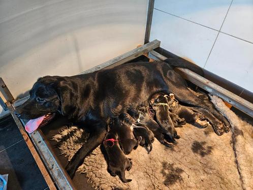 Hele Mooie Labrador pups met stamboom HD en ED vrij, Dieren en Toebehoren, Honden | Retrievers, Spaniëls en Waterhonden, Meerdere