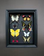 Vlinder Taxidermie volledige montage - Phoebis x Papilio, Verzamelen, Dierenverzamelingen, Nieuw