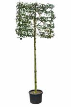 Acer campestre leiboom 12/14 190cm stam 150b x 120h