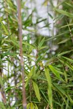 Bamboe / Fargesia Nitida 125-150cm, Tuin en Terras, Planten | Tuinplanten, Vaste plant, Lente, Verzenden, Volle zon