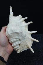 Chiragra Spider Conch Schelpdier - Lambis chiragra (Zonder, Verzamelen, Dierenverzamelingen, Nieuw