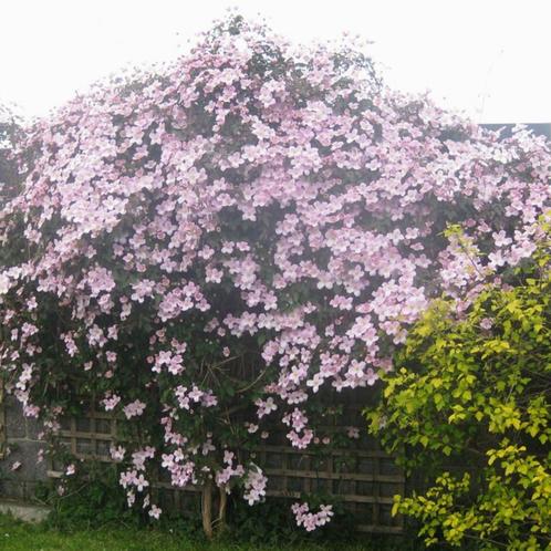 Clematis montana Tetrarose - 60-80 cm, Tuin en Terras, Planten | Tuinplanten, Ophalen of Verzenden