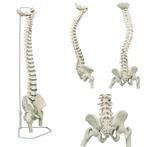 Anatomie model wervelkolom met femurkoppen, flexibel, 85..., Nieuw