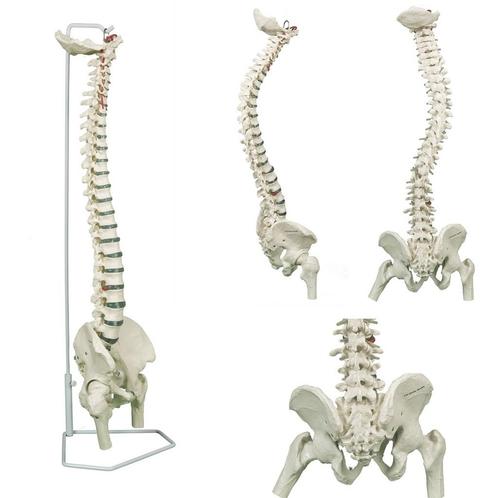 Anatomie model wervelkolom met femurkoppen, flexibel, 85..., Sport en Fitness, Massageproducten