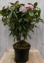 Rododendron 80 cm paars - Warentuin Natuurlijk, Verzenden