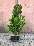 Spar bonsai (Picea) - Hoogte (boom): 43 cm - Diepte (boom):