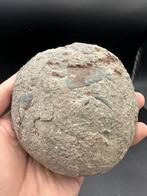 Dinosaurus - Fossiele matrix - Hadrosaurus or, Verzamelen