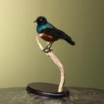 Driekleurige Glansspreeuw Taxidermie Opgezette Dieren By Max, Ophalen of Verzenden, Nieuw, Vogel, Opgezet dier