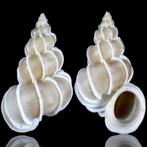 Verzamelingsschelpen uit Japan Zeeschelp - Epitonium Scalare