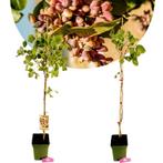 Pistachia vera + pot 23cm, Tuin en Terras, Verzenden, Volle zon