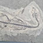 Prachtig bewaarde - Gefossiliseerd dier - Keichousaurus hui