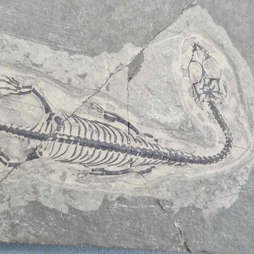 Prachtig bewaarde - Gefossiliseerd dier - Keichousaurus hui, Verzamelen, Mineralen en Fossielen