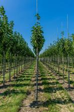 Magnolia x soulangeana hoogstam, Tuin en Terras, Planten | Tuinplanten