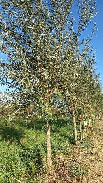 Knotwilgen, salix alba, knotwilg,treurwilg beschikbaar voor biedingen