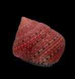 Uiterst zeldzaam! - Erdbeerschnecke  Skelet - Clanculus, Antiek en Kunst