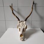 slechtvalk Gewei - Dama dama - 1 cm - 1 cm - 1 cm-, Nieuw