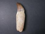 Mosasaurus - Fossiele tand - 7.5 cm (Zonder Minimumprijs), Verzamelen, Mineralen en Fossielen