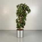 Gebruikte plantenbak met gebruikte kunstplant - Aluminium -, Huis en Inrichting, Kamerplanten, Ophalen of Verzenden