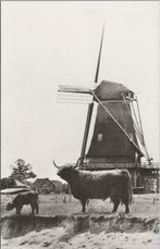 ZWIEP - Highland cattle. Bakkerij Postel, Zwiep bij Lochem, Verzenden, Gelopen