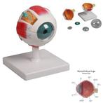 Anatomie model oog, 6-delig, doorsnede 10 cm, Nieuw