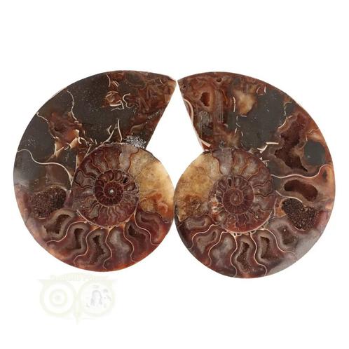 Ammoniet Fossiel paartje Nr 58 - 331  gram, Sieraden, Tassen en Uiterlijk, Edelstenen, Nieuw, Verzenden
