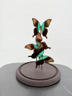 Morpho vlinders Taxidermie volledige montage - Nymphalidae -, Nieuw