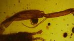 Parasitic Interaction in a Mantis-like Nymph from Kachin