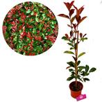 Photinia Fraseri Red Robin + Pot 17cm, Tuin en Terras, Verzenden