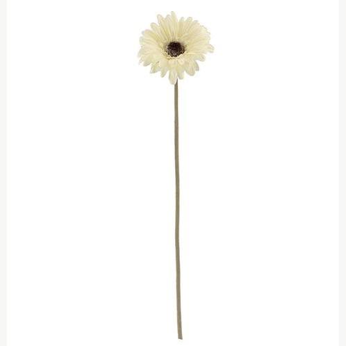 Zijde gerbera 53cm single dry colour cream/ st aparte kleur, Huis en Inrichting, Woonaccessoires | Kunstplanten en Kunstbloemen