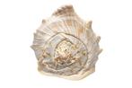 Madagaskar-Helm/Madagascar Shell // koningsmossel, Verzamelen, Nieuw