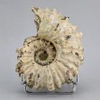 Ammoniet - Gefossiliseerd dier - Douvilleiceras inaequinodum
