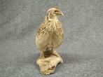 Japanse kwartel Taxidermie volledige montage - Coturnix, Nieuw