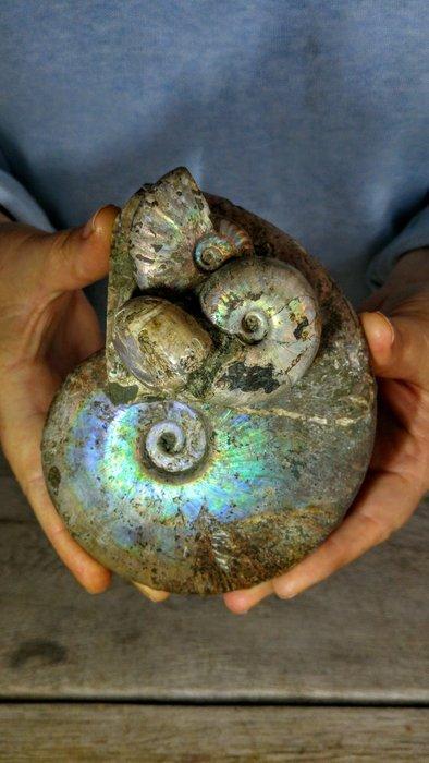 Ammoniet - Gefossiliseerd dier - Aioloceras (Cleoniceras), Antiek en Kunst, Curiosa en Brocante