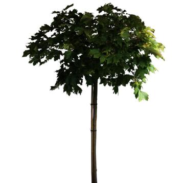 Bolesdoorn - Acer platanoides Globosum - Omtrek: 8-12 cm | H beschikbaar voor biedingen