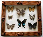 Vlinder Taxidermie volledige montage - Rhopalocera - 35 cm -, Antiek en Kunst, Curiosa en Brocante