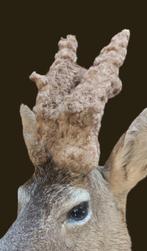 Pruik bokhert ree nieuw exemplaar Taxidermie volledige, Nieuw