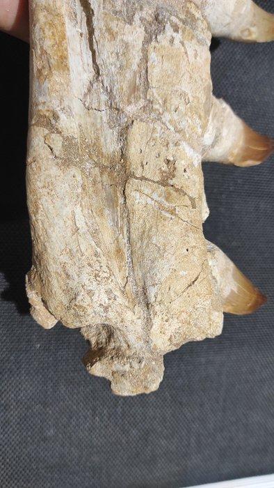 Mosasaurus - Gefossiliseerde kaak - reptil marino - 52 cm -, Verzamelen, Mineralen en Fossielen