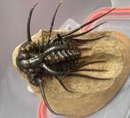 Trilobiet - Gefossiliseerd dier - Dicranurus Monstrosus - 14, Verzamelen, Mineralen en Fossielen