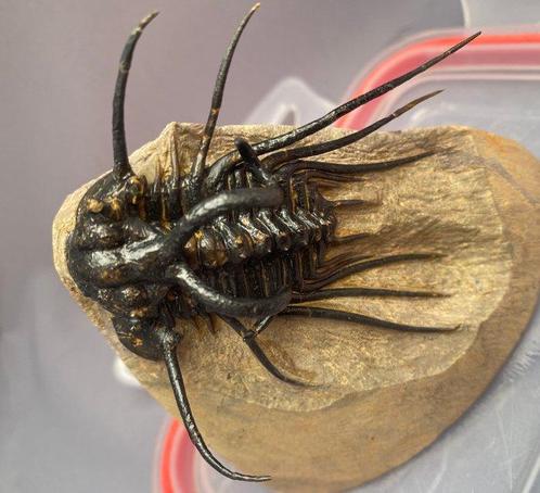 Trilobiet - Gefossiliseerd dier - Dicranurus Monstrosus - 14, Verzamelen, Mineralen en Fossielen