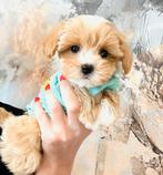 Prachtige maltipoo pups f1, hypoallergeen, Dieren en Toebehoren, Honden | Chihuahua's en Gezelschapshonden, Parvo, 8 tot 15 weken