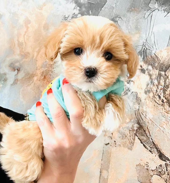 Prachtige maltipoo pups f1, hypoallergeen, Dieren en Toebehoren, Honden | Chihuahua's en Gezelschapshonden, Meerdere, Reu, CDV (hondenziekte)