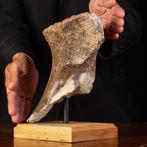 Exclusief fossielmonster - Mammuth Bone - Fossiel bot -