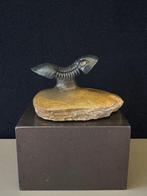 Trilobiet - Gefossiliseerd dier - 70 mm