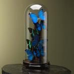 Vlinders in Stolp Taxidermie Opgezette Dieren By Max, Ophalen of Verzenden, Nieuw, Insect, Opgezet dier