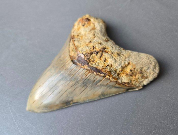 Megalodon - Fossiele tand - 114 mm - 90 mm, Verzamelen, Mineralen en Fossielen